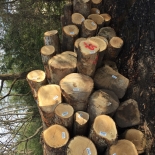 Stave Logs